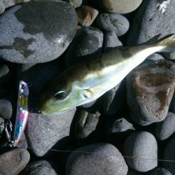 ペタペタのサーフ